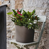 tera Pot de fleurs 'Capri', largeur: 290 mm, forest