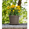tera Pot de fleurs 'Basic round', diam.: 250 mm, terracotta