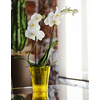 tera Pot à orchidée 'Orchidea 16', transparent