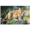 HERMA Sous-main 'Animaux d'Afrique', (L)550 x (H)350 mm