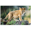 HERMA Sous-main 'Animaux d'Afrique', (L)550 x (H)350 mm