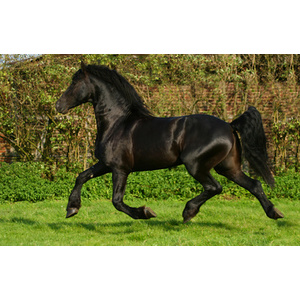 Läufer Sous-main cheval et poulain, 400 x 530 mm