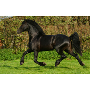 Läufer Sous-main chiens, 400 x 530 mm