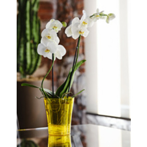tera Pot à orchidée 'Orchidea 16', transparent