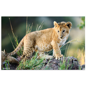 HERMA Sous-main 'Animaux d'Afrique', (L)550 x (H)350 mm