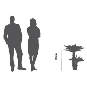 PAPERFLOW Plante artificielle 'Cycas', hauteur : 800 mm